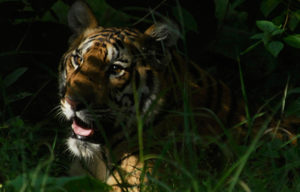 Save Our Tigers - Supported NGOs - WPSI - WCT