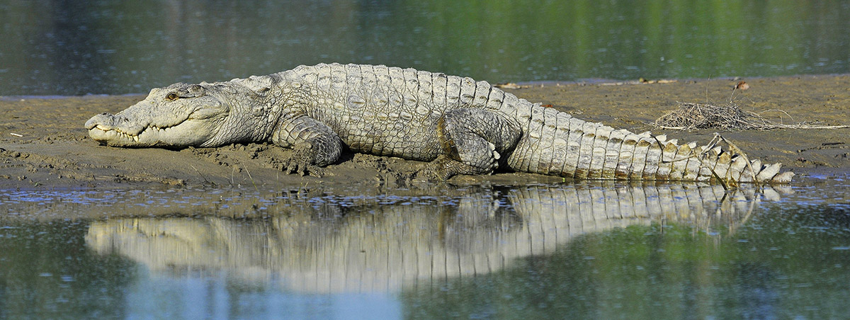 Impact - Wildlife Conservation Trust