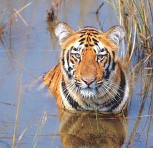 WCT-Grand-prize-LetsTalkTigers-Contest