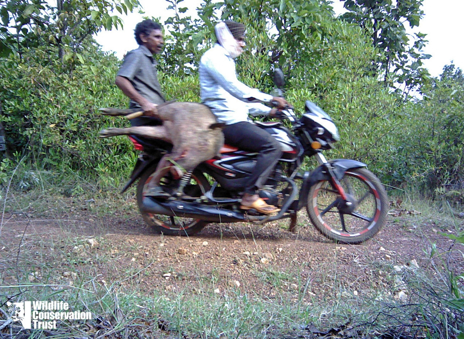Wildlife Week - Unfair Game – Big Cats Lose Prey to Bushmeat Hunters-WCT