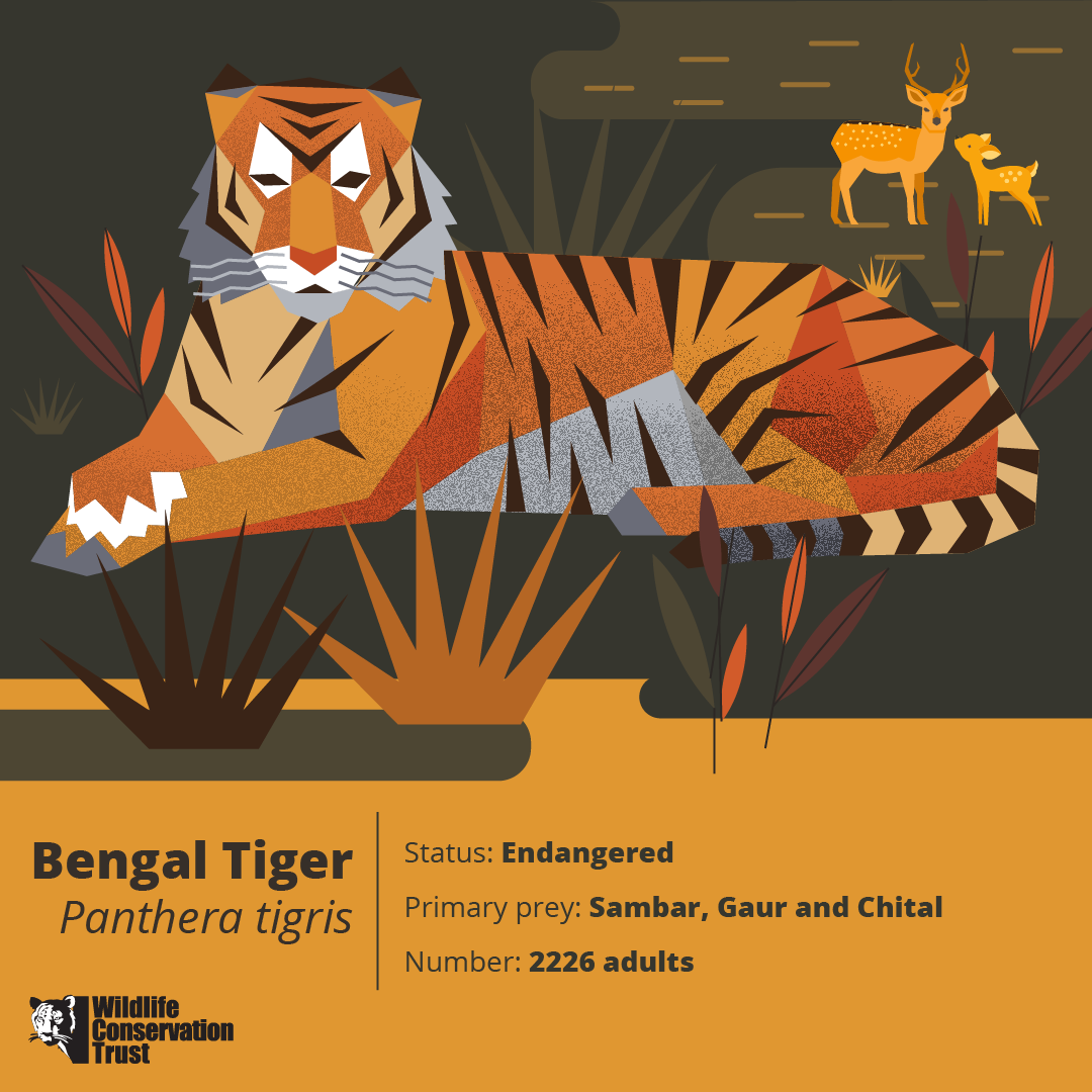Wildlife Week - Tiger - WCT