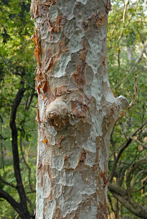 The bark of Sterculia urens exfoliates in thin papery flakes.