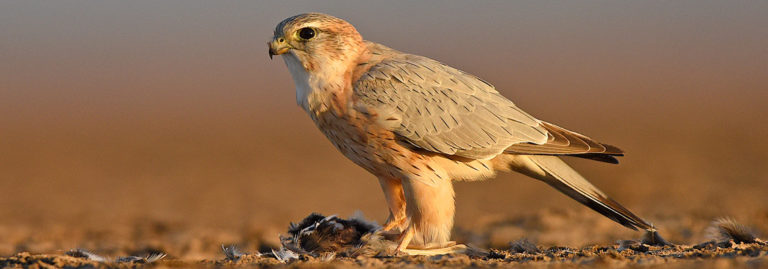 Our Approach - Wildlife Conservation Trust