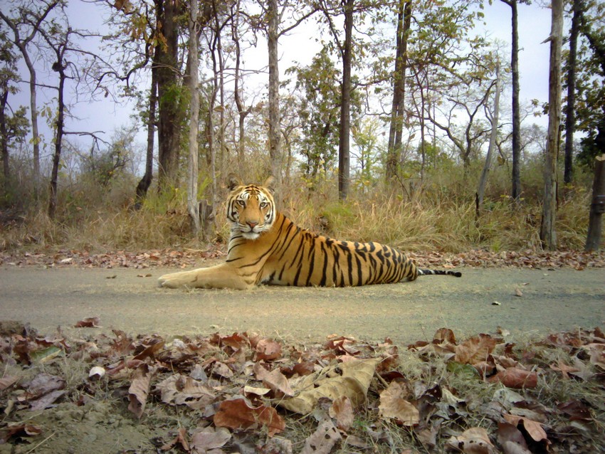 Monitoring Tigers Beyond Tiger Reserves - WCT