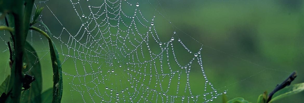 Dewdrops on a spiderweb reveal the physics behind cell structures