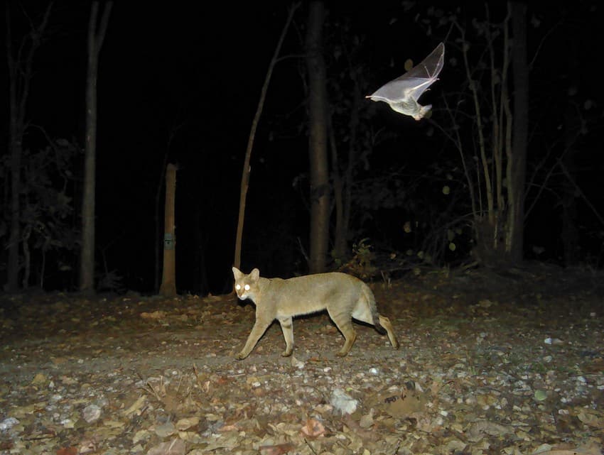 nature spy camera traps