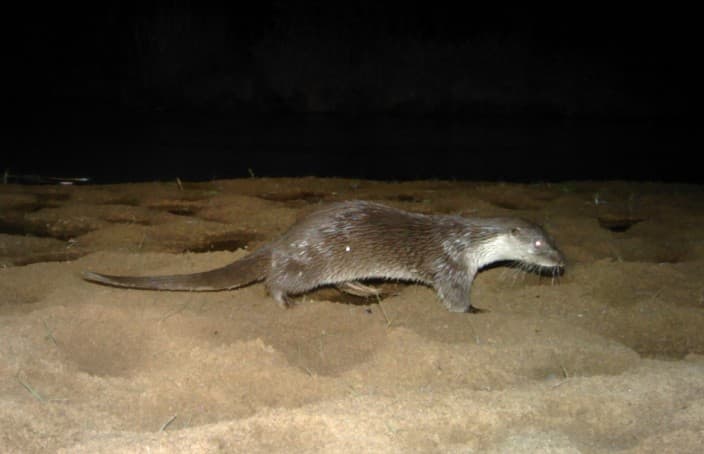 Proven: Eurasian Otters found in India - Wildlife Conservation Trust