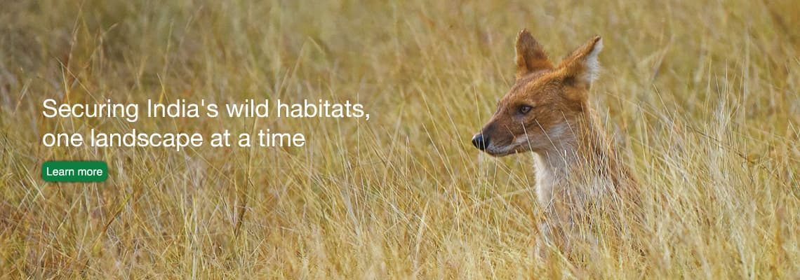 Home - Wildlife Conservation Trust