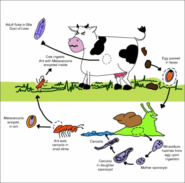 Manipulative Frankensteins Wildlife Conservation Trust