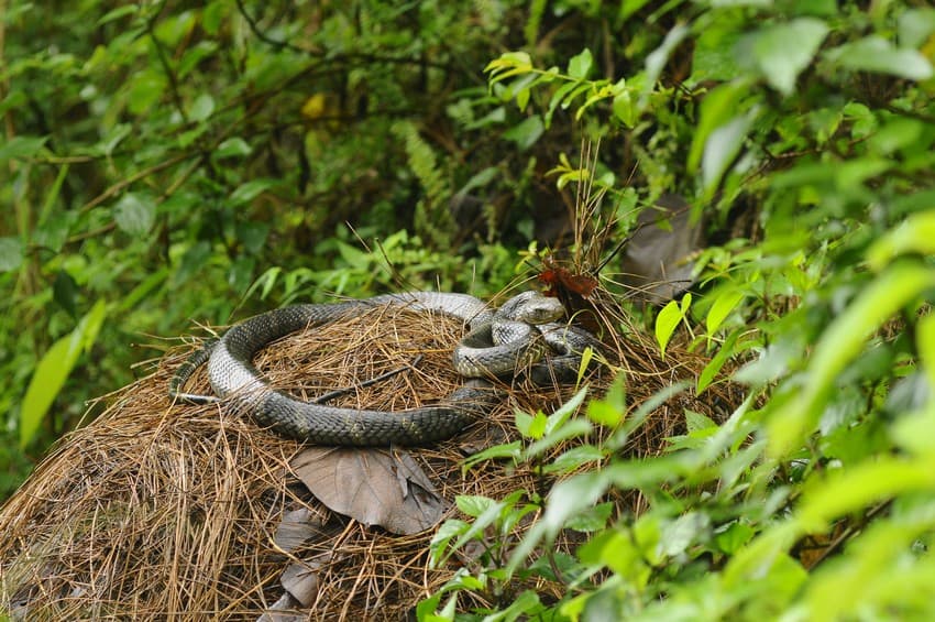 How king cobras build their nests - Discover Wildlife