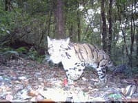 Small Grants - Wildlife Conservation Trust