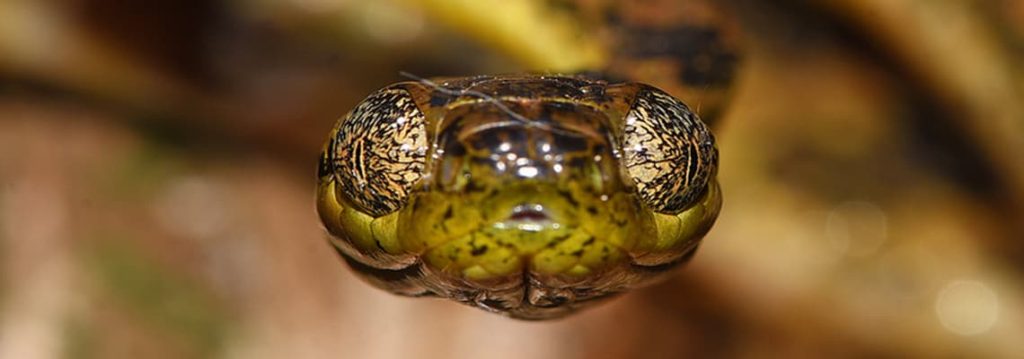 Small Grants - Wildlife Conservation Trust