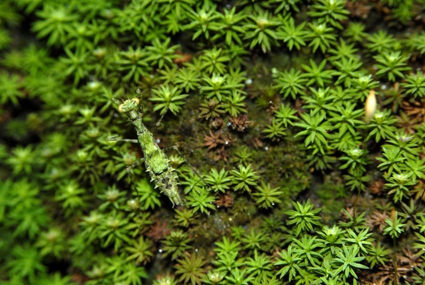 Sphagnum moss  The Wildlife Trusts