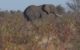 Rewilding essentially involves two main strategies – restoration through a passive approach that involves allowing degraded lands to regenerate by keeping anthropogenic influences away, and allowing nature to revive on its own with minimal human intervention.