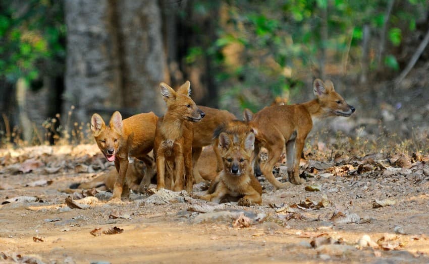 The endangered dhole, or Asiatic wild dog, has benefitted from protection of large parts of the Sahyadri-Konkan region. WCT’s survey reveals that the dhole occupies nearly 80 per cent of the Sahyadri- Konkan landscape.