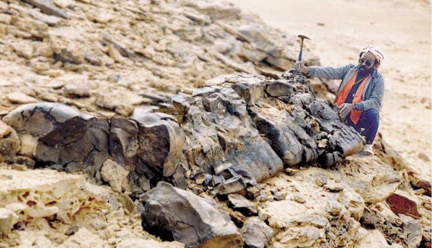 One of the largest Prototaxites specimen discovered by Dr. Charles Meissner of the United States Geological Survey Mission in Saudi Arabia in 1987. It was 4.2 m. long and 1.2 m. wide. Photo: Charles Meissner/USGS (1989)