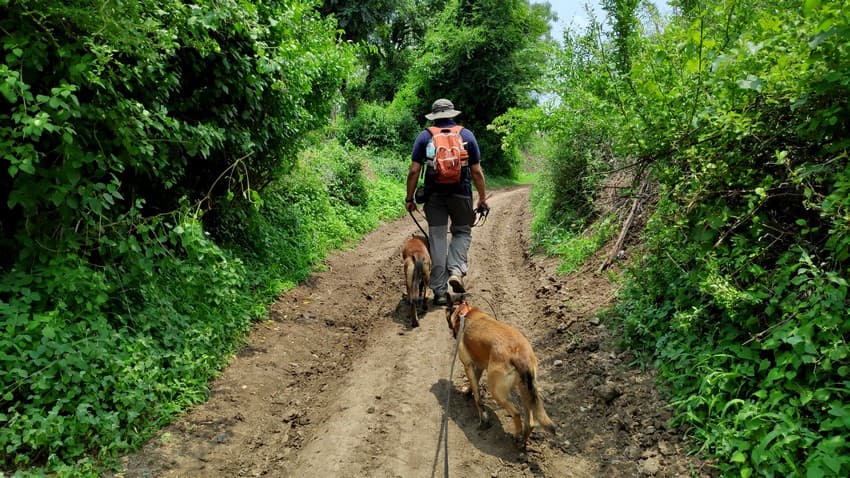 The WCT team takes dogs on snare detection patrol in a multi-use area in the buffer zone of the Melghat Tiger Reserve.