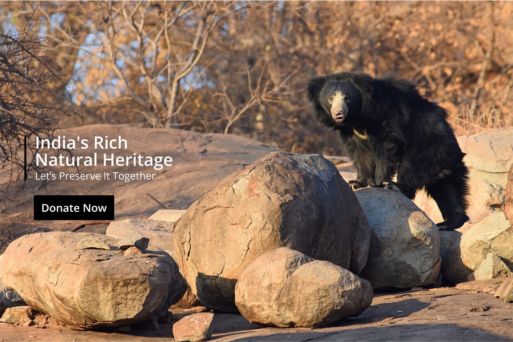 Donate to Wildlife Conservation Trust: Your donations support our on-ground operations, helping us meet our conservation goals.