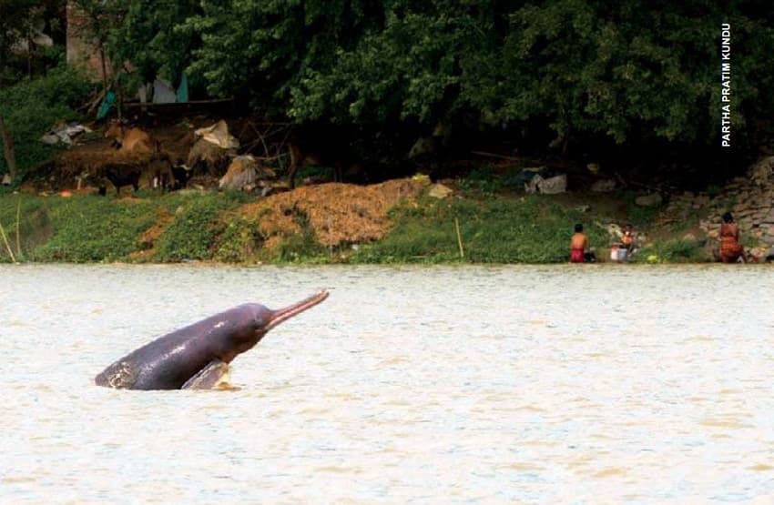 A Ganges river dolphin surfaces, showing its entire snout and flipper bases. Such photographs are rare, as this species does very quick surfacings, often exposing only the blowhole to breathe.