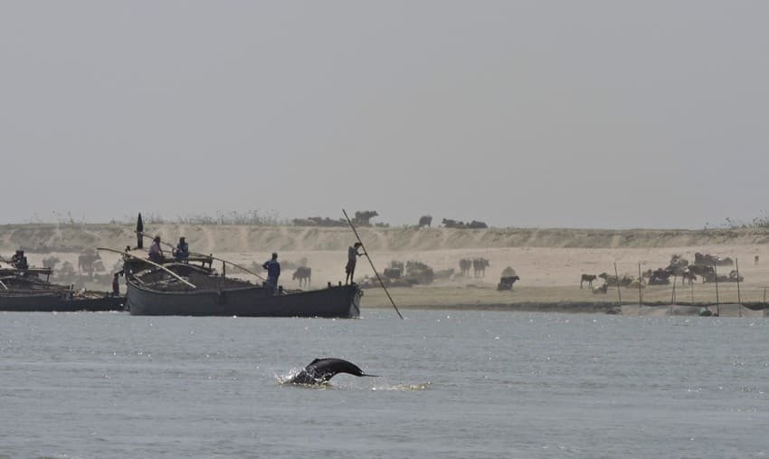 A Ganges river dolphin jumps out near country boats in the Kosi river, Bihar. Ganges river dolphins share river space with multiple human uses in the Gangetic plains.