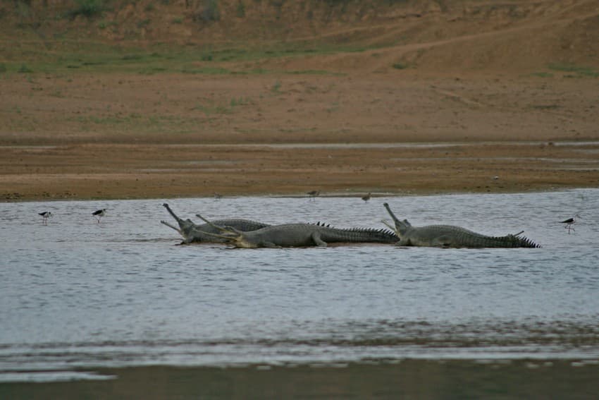Critically Endangered gharial crocodiles require rivers with adequate flow, clean water, and low human disturbance. The survival of wild gharial populations is strongly dependent on reducing fishing-induced mortality.