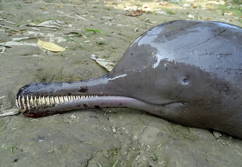 River Animals and River People: For a Shared Future