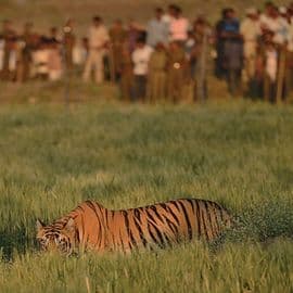 Human Wildlife Interface and the Challenges it Poses to Tiger Conservation