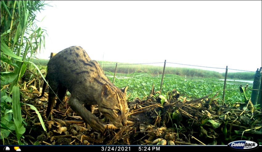 A fishing cat caught on a camera trap. The fishing cat boasts of unique physical adaptations that help it thrive in wetland habitats.