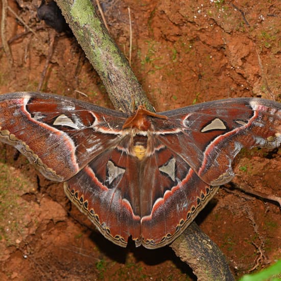 Do moths fall in love at first scent? Wildlife Conservation Trust