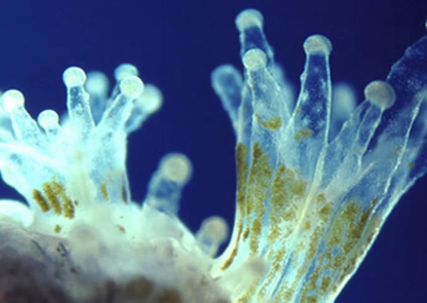 Seen here are coral polyps hosting brownish-green algae. These two organisms display a very specialised form of mutualism and depend on each other to survive. Credit: Smithsonian Ocean – Smithsonian Institution