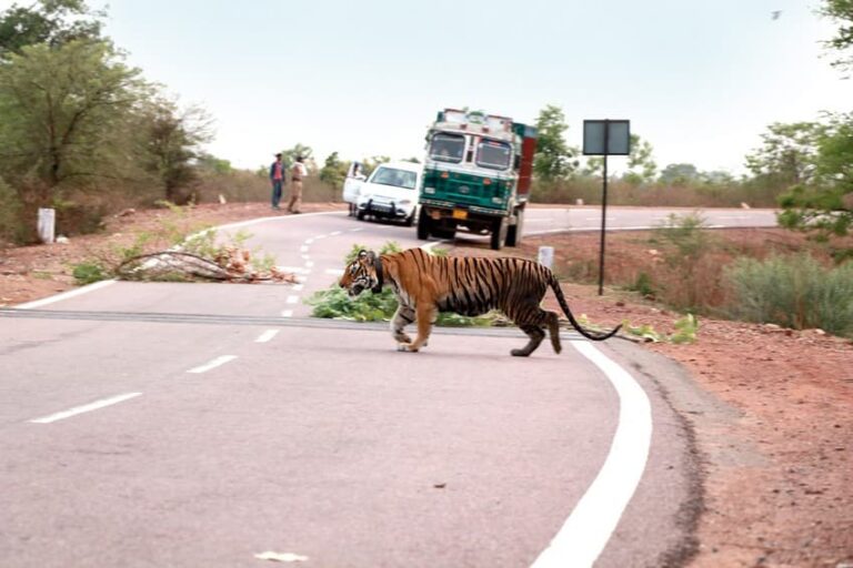 Tiger Connectivity Strengthening and Protecting Wildlife Corridors