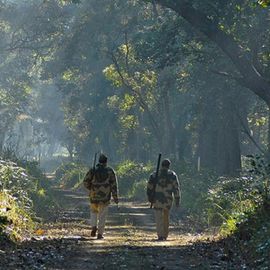 Reinforcing Forest Protection