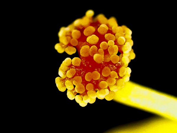The male reproductive part of a flower called stamen consists of the bulbous anther at the top where the pollen develops. This collective of images made using a USB microscope shows (clockwise from top) pollen within an anther casing that has opened displaying the yellow pollen grains inside (top left), the pollen grains that have settled on a stigma (female reproductive organ) (top, right; bottom, left). The four-O’-clock plant flowers (bottom, right). Credit: Purva Variyar.