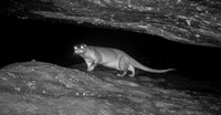 Eurasian otters spotted in Pench, a first in Maha