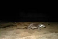 Eurasian Otter fitted with tracking device in Satpura Tiger Reserve. In 2019 Wildlife Conservation Trust in collaboration with the Madhya Pradesh Forest Department initiated a project in Satpura Tiger Reserve to understand the ecology of Eurasian otters and study forest river ecosystems.