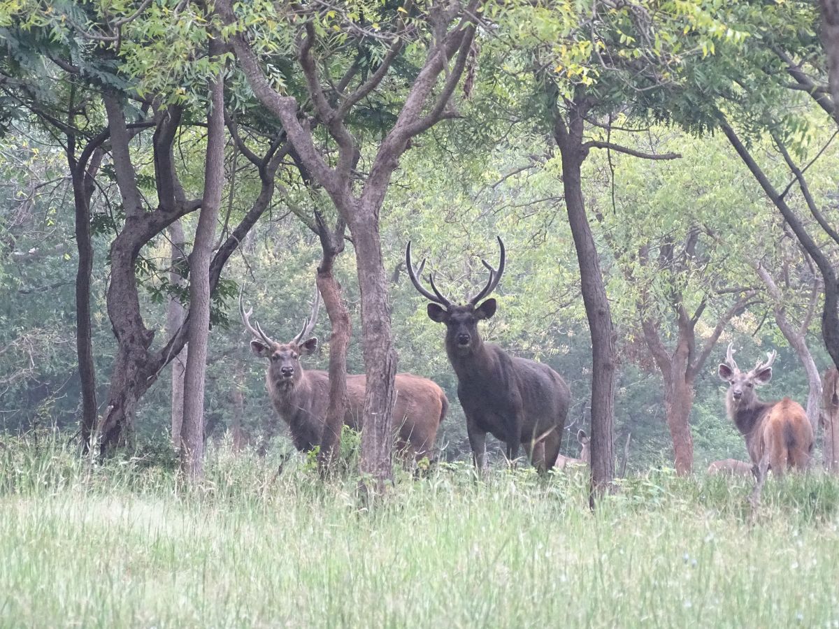 A herd of sambar seen at Sagareshwar WLS by the WCT team.