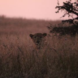 Sagareshwar Wildlife Sanctuary is a testament to the potential of even the smallest Protected Areas creating a significant impact when sustained conservation efforts and community support join forces.