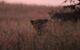 Sagareshwar Wildlife Sanctuary is a testament to the potential of even the smallest Protected Areas creating a significant impact when sustained conservation efforts and community support join forces.