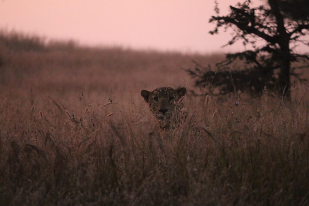 The leopard sighted by WCT survey team at Sagareshwar.