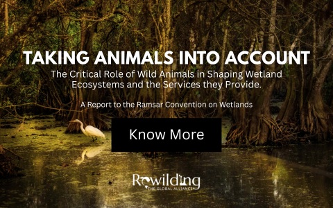 A Report to the Ramsar Convention on Wetlands: The critical role of wild animals in shaping wetland ecosystems and the services they provide.