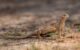 The Indian Spiny-tailed Lizard: A Runner of the Thar Losing Its Race Against Time