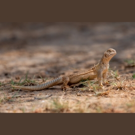 The Indian Spiny-tailed Lizard: A Runner of the Thar Losing Its Race Against Time