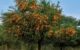 The Spectacle of Survival: Dryland Plants in Bloom