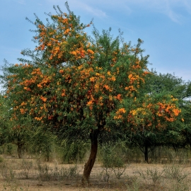 The Spectacle of Survival: Dryland Plants in Bloom