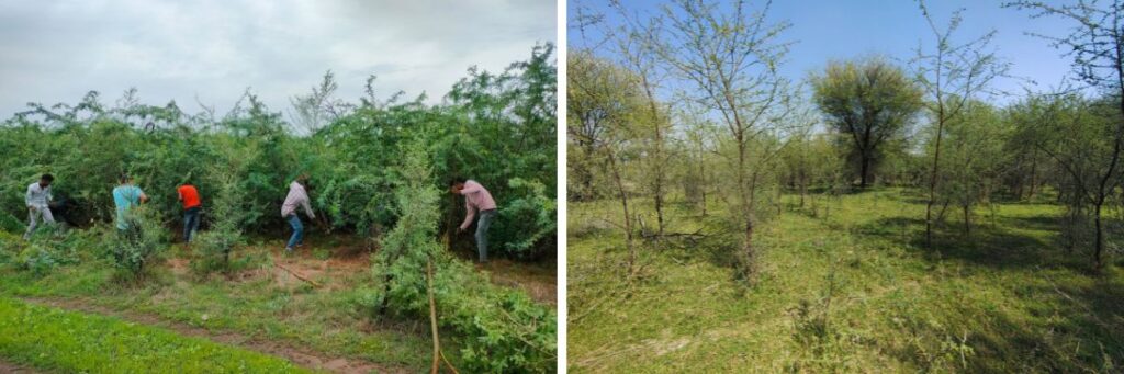 Manual removal of dense P. juliflora thickets underway as part of WCT’s ecological restoration efforts (left). The same site a few months after removal of the invasive, revealing an open landscape with surviving native tree species (right).