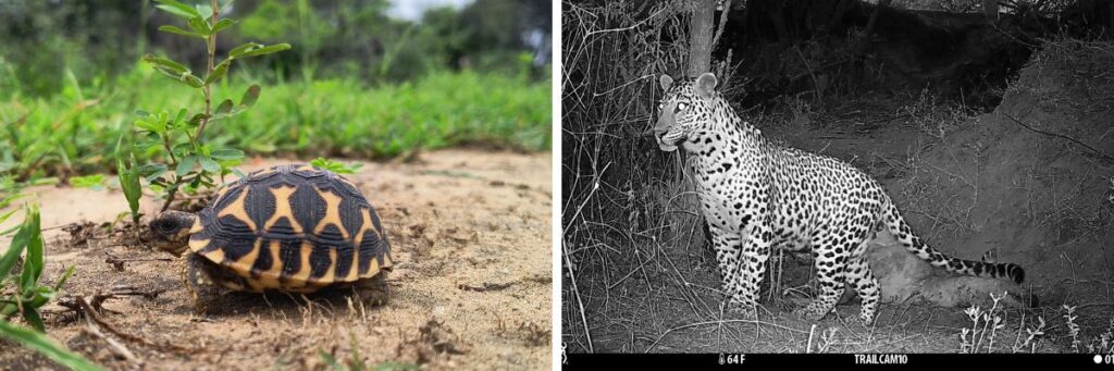 WCT has conducted baseline ecological surveys at Chhatrasagar, Rajasthan. A juvenile star tortoise (left) and male leopard (right) are two of the many species recorded during the surveys. 