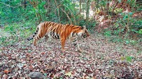 Wildlife researchers and forest officials confirm that SKT02 has given birth to cubs at least three times, making her one of the most reproductively successful wild tigresses in the Sahyadris — a rare and vital achievement for this ecologically significant but often overlooked region.
SKT02 was first photographed in 2014 by a Maharashtra Forest Department team alongside wildlife researcher Girish Punjabi and his team from the Wildlife Conservation Trust (WCT). Since then, she’s been under regular monitoring across the corridor landscapes of Sahyadri.