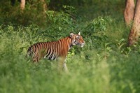 Images confirm Goa’s Mhadei region has resident tigress