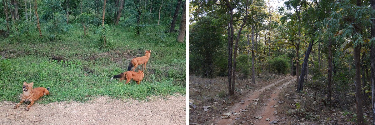 Pench is where lush greenery meets incredible wildlife such as the dholes (right); a powerful reminder that this precious wild heart of India demands our unwavering protection ©Dr. Chetan Misher & Girish Punjabi