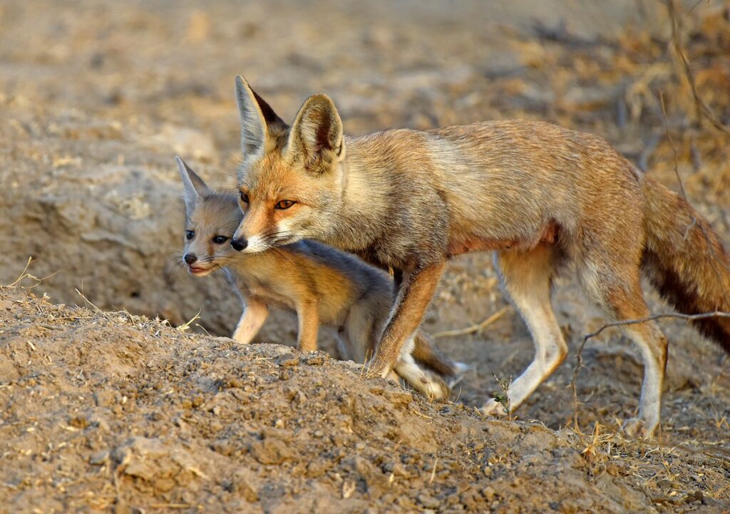 Habitats of neglected carnivores, such as foxes, are severely threatened, but receive little to no conservation attention.